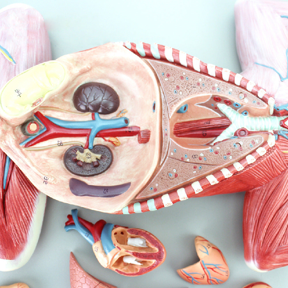 Cat Anatomy Model, 9 Parts, Life-Size