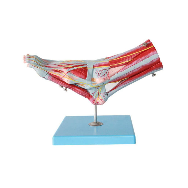 Muscles of the Foot Model, 9 Parts, Life-Size - Dr Wong Anatomy