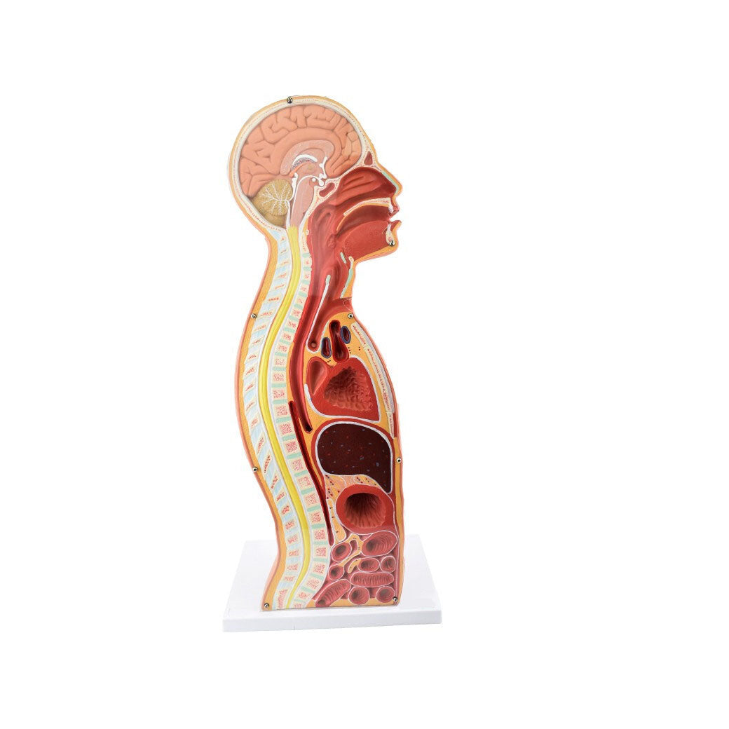 NG & Tracheostomy Teaching Torso Model – Dr Wong Anatomy