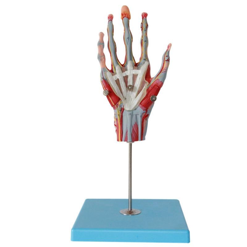 Muscles of the Hand Model with Base of Forearm, Life-Size