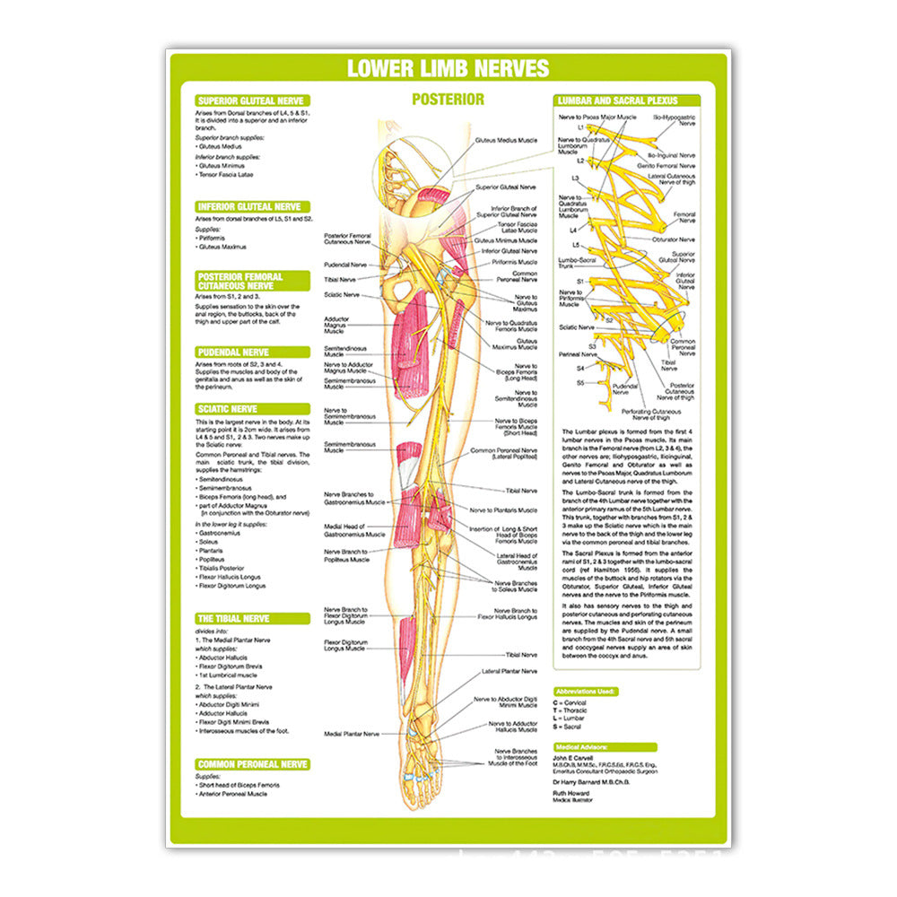  Lower Limb Nerves Chart - Dr Wong Anatomy
