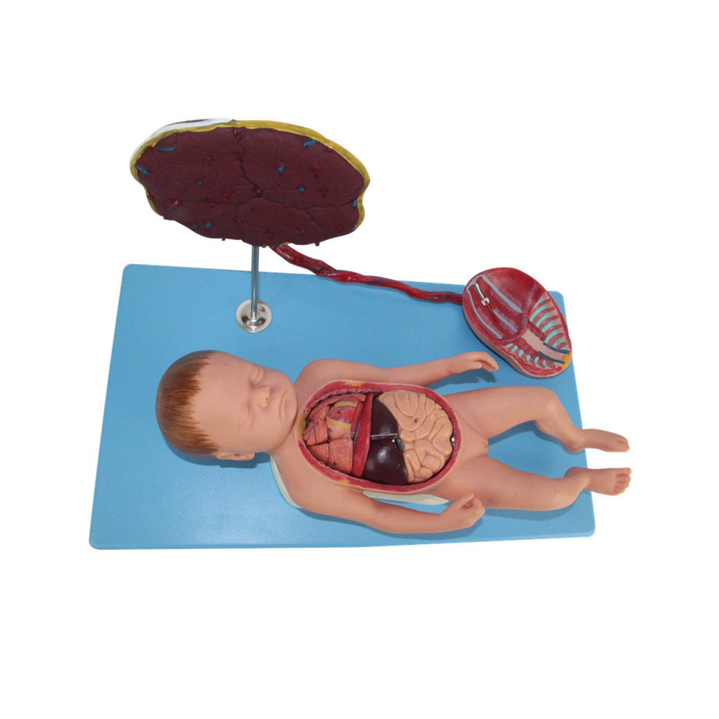 Model of Female Fetus, 13 Parts, Life-Size - Dr Wong Anatomy