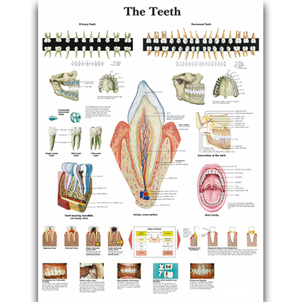 The Teeth Chart - Dr Wong Anatomy