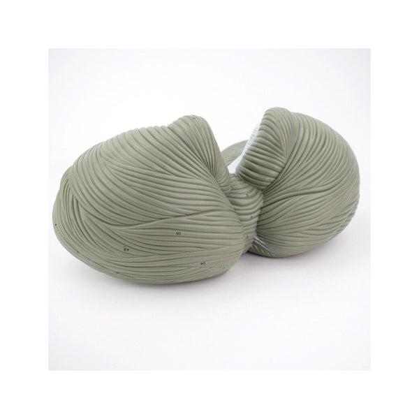 Human Cerebellum Model, 2 Parts, 4X Life-Size - Dr Wong Anatomy