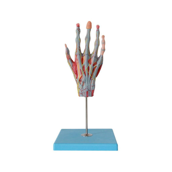 Muscles of the Hand Model with Base of Forearm, Life-Size - Dr Wong Anatomy