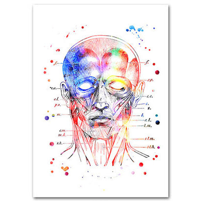 Anatomy Art Print - Head