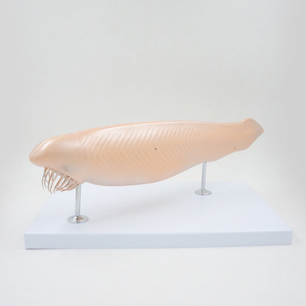 Amphioxus Model, 3 Parts, 10X Life-Size