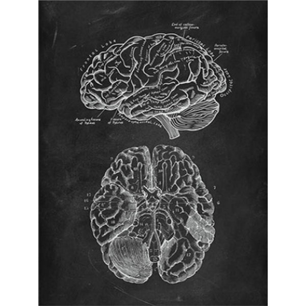 Brain Anatomy Print - Dr Wong Anatomy Chart