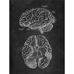 Brain Anatomy Print - Dr Wong Anatomy Chart
