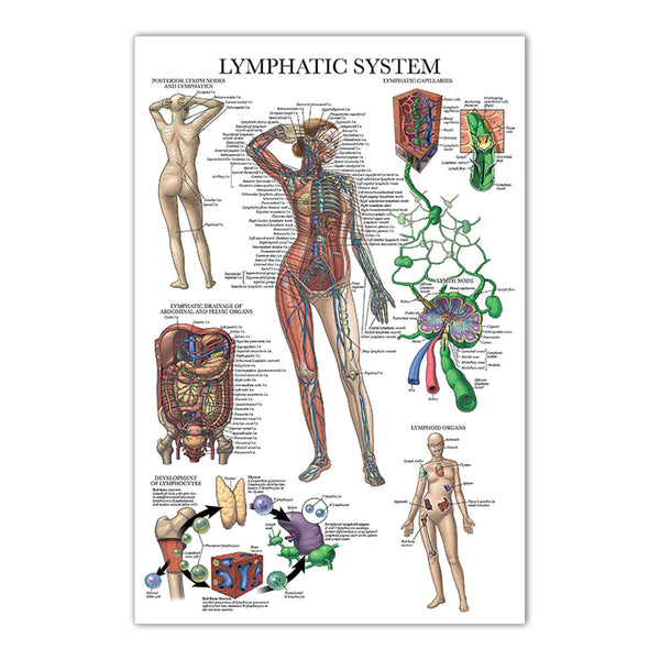 Lymphatic System Chart - Dr Wong Anatomy