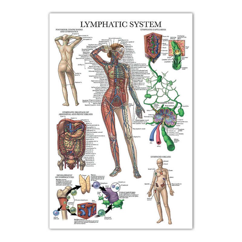 Lymphatic System Chinese Chart.pdf Anatomy Chart - Lymphatic System