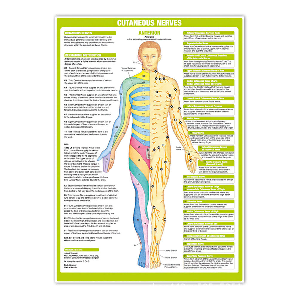 Cutaneous Nerves Chart - Dr Wong Anatomy