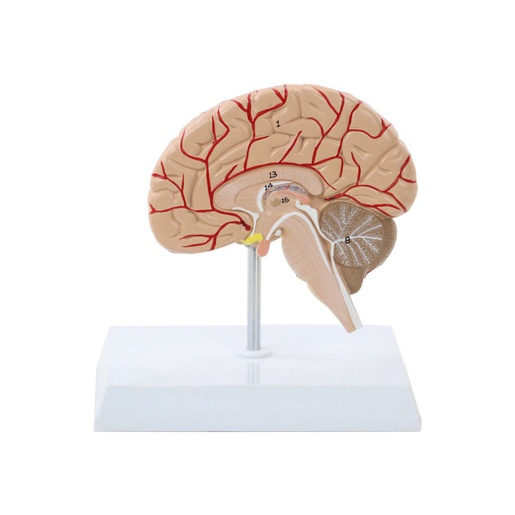 Half Brain Model, Life-Size - Dr Wong Anatomy