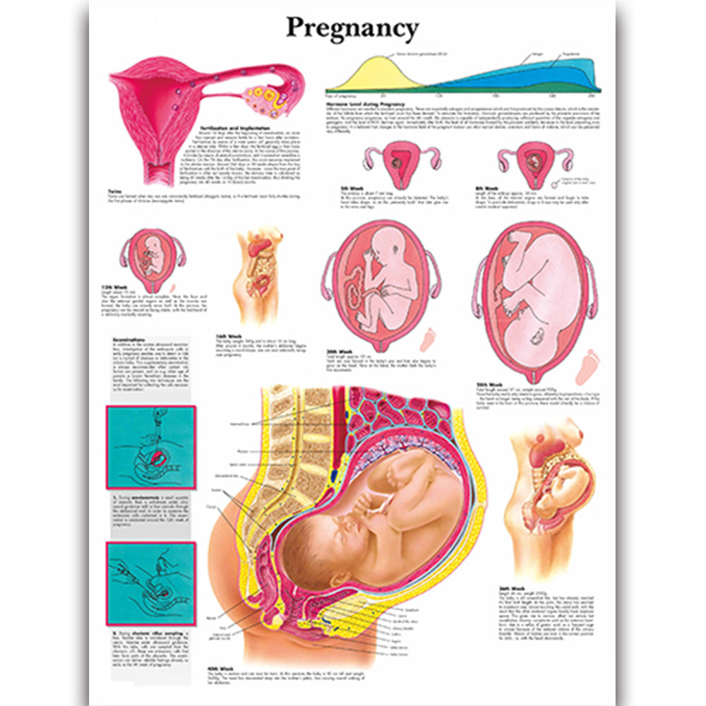 Health Education Chart - Pregnancy – Dr Wong Anatomy