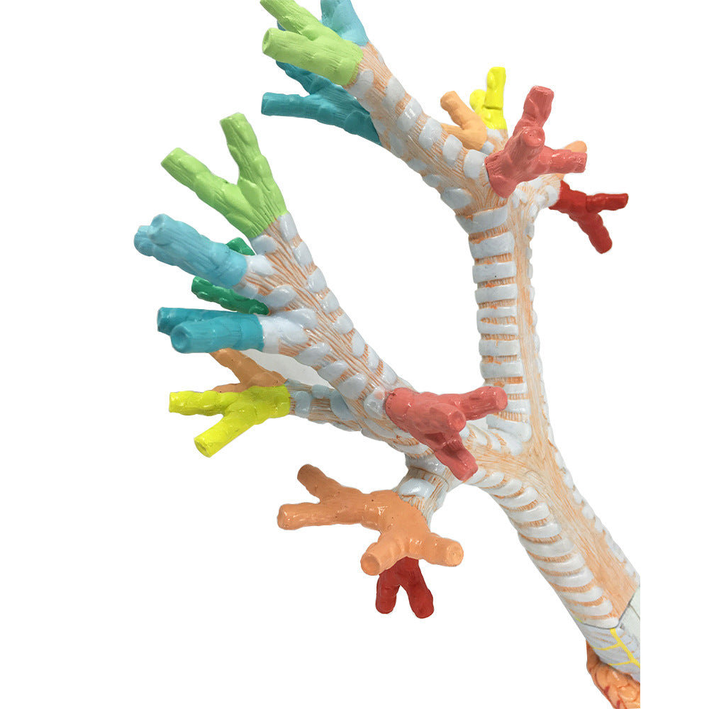 Trachea Model Labels Trachea Anatomy Model