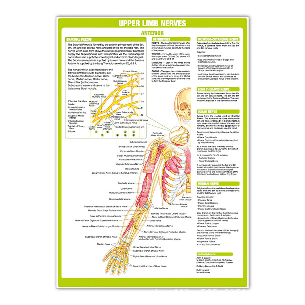 Upper Limb Nerves Chart - Dr Wong Anatomy