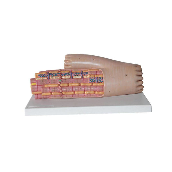 Microstructure of Cardiac Muscle Model - Dr Wong Anatomy