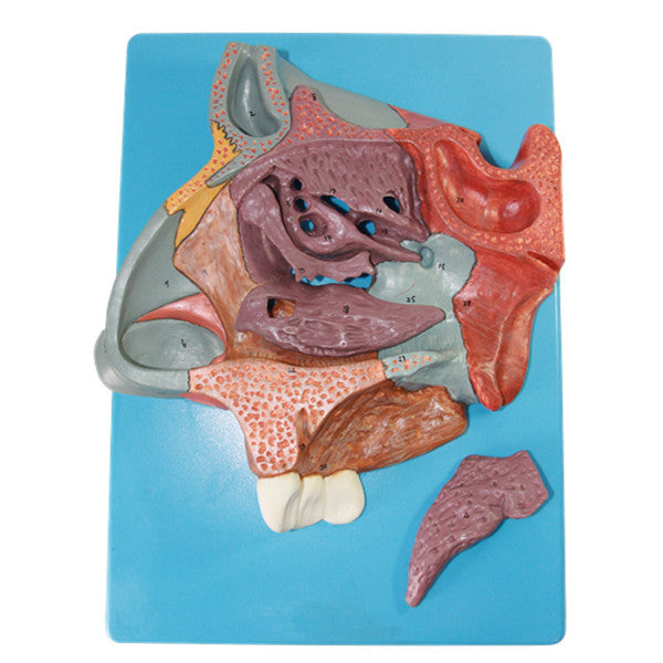 Enlarged Nasal Cavity Anatomy Model