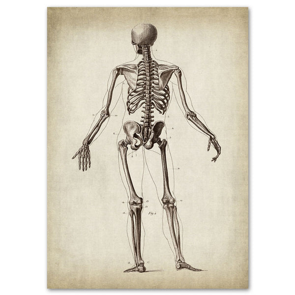 Anatomy Art Print - Skeleton