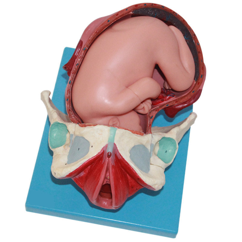Model of Birth - Three Stage, 3 Sets – Dr Wong Anatomy