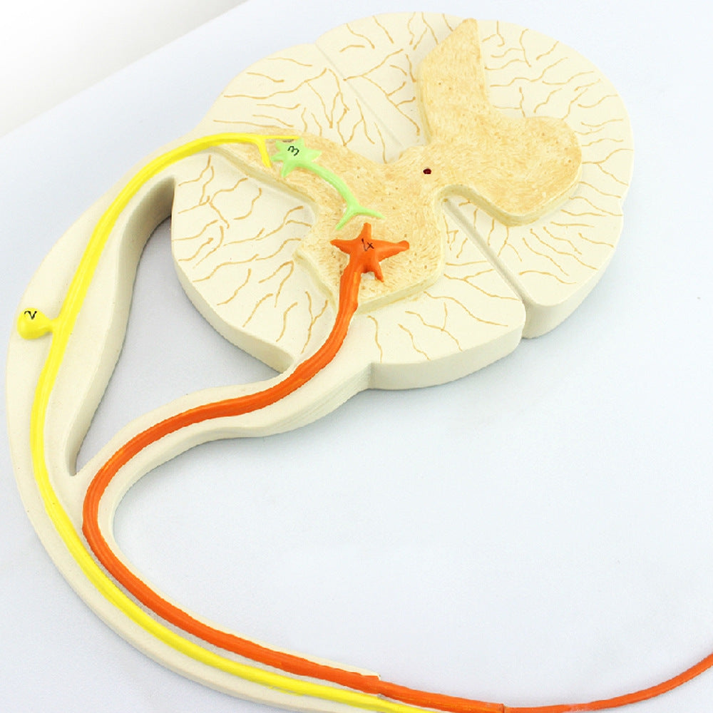 Reflex Pathway Model – Dr Wong Anatomy