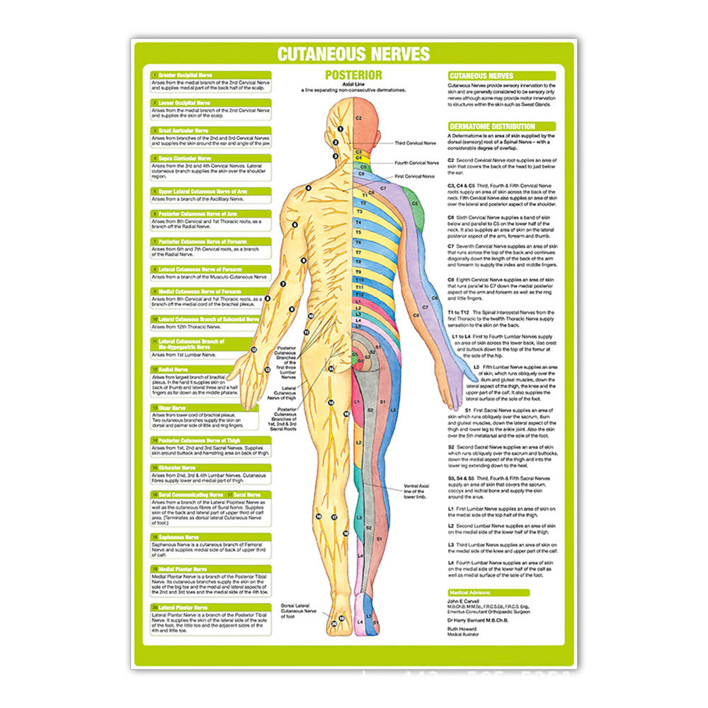 Cutaneous Nerves Posterior Chart - Dr Wong Anatomy