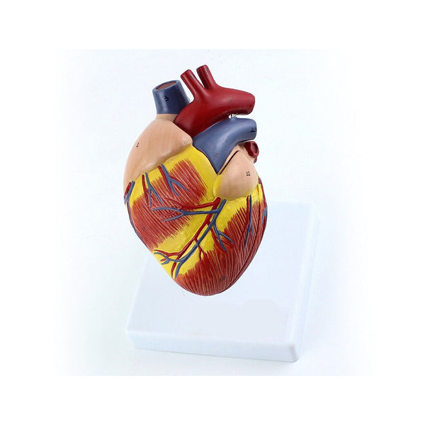 Canine Heart Model, 2 Parts, Life Size - Dr Wong Anatomy