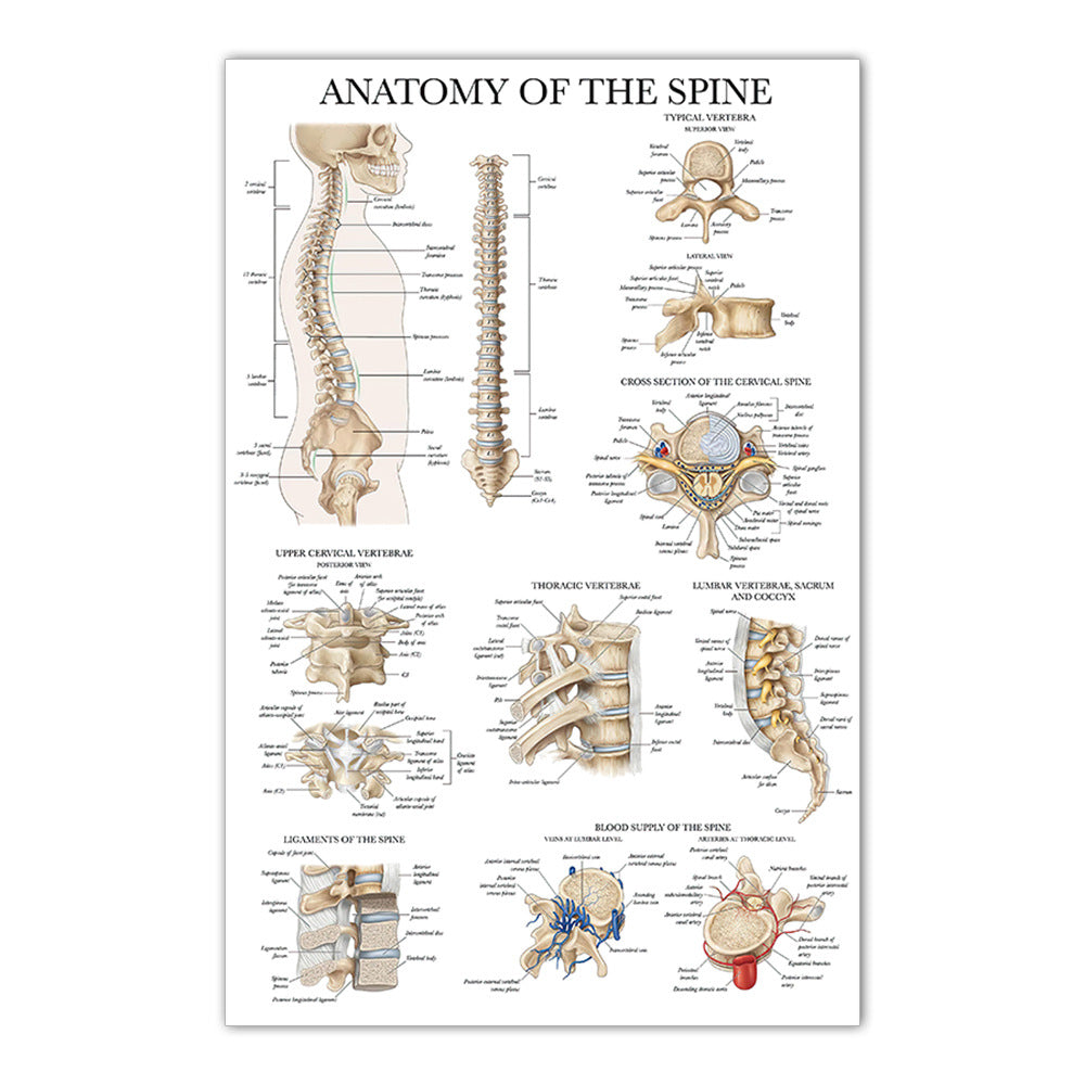 Anatomy of the Spine Chart - Dr Wong Anatomy