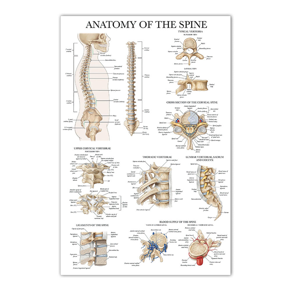 Spine Anatomy Chart