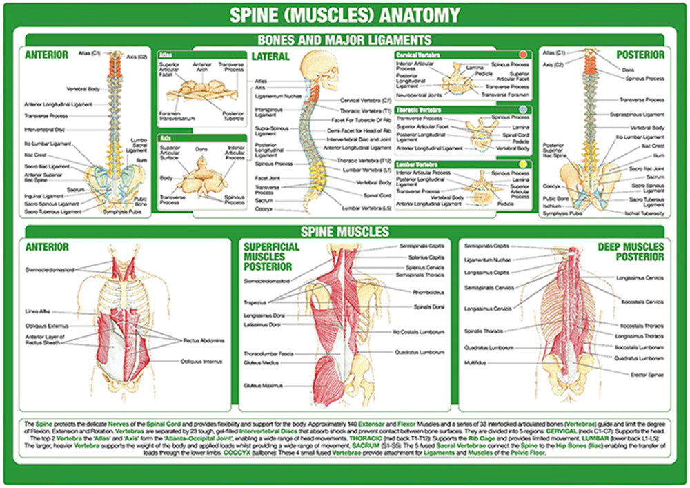 Spine (Muscles) Anatomy Chart - Dr Wong Anatomy