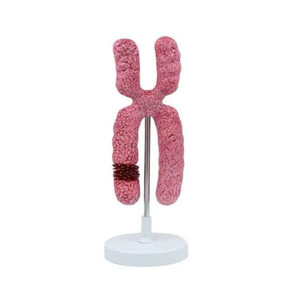 Chromosome Model - Dr Wong Anatomy