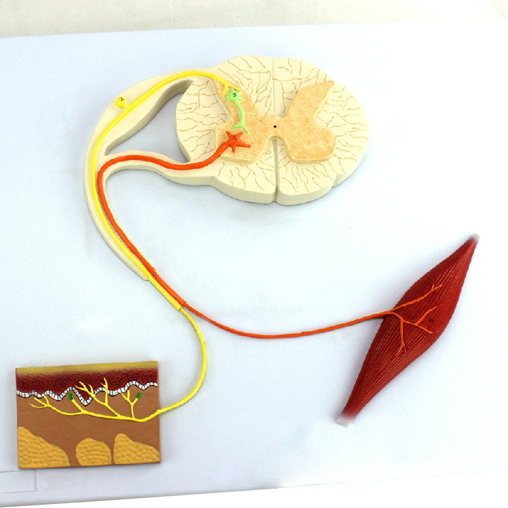 Reflex Pathway Model – Dr Wong Anatomy