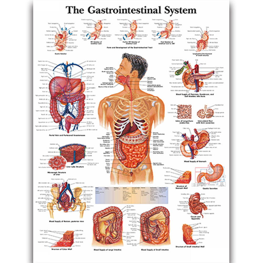 The Gastrointestinal System Chart - Dr Wong Anatomy