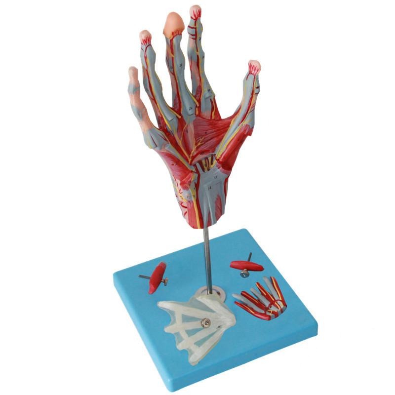 Muscles of the Hand Model with Base of Forearm, Life-Size