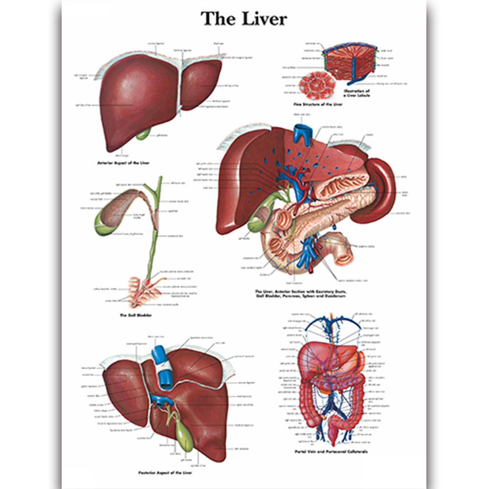 The Liver Chart - Dr Wong Anatomy
