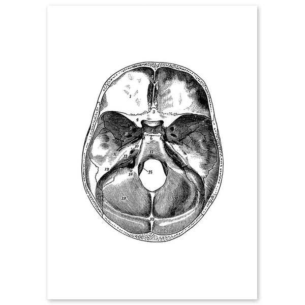 Anatomy Art Print - Skull