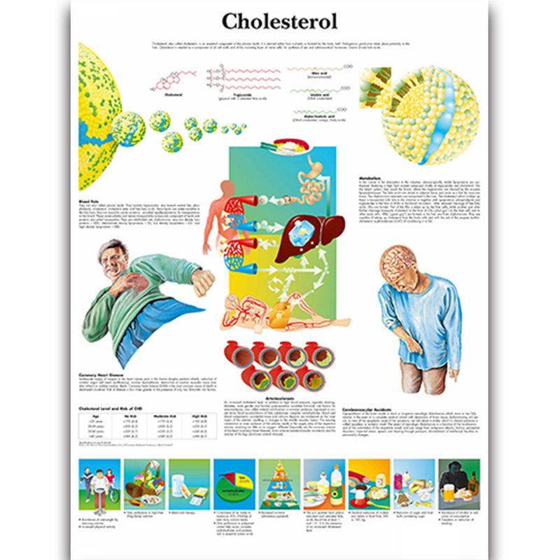 Health Education Chart - Cholesterol