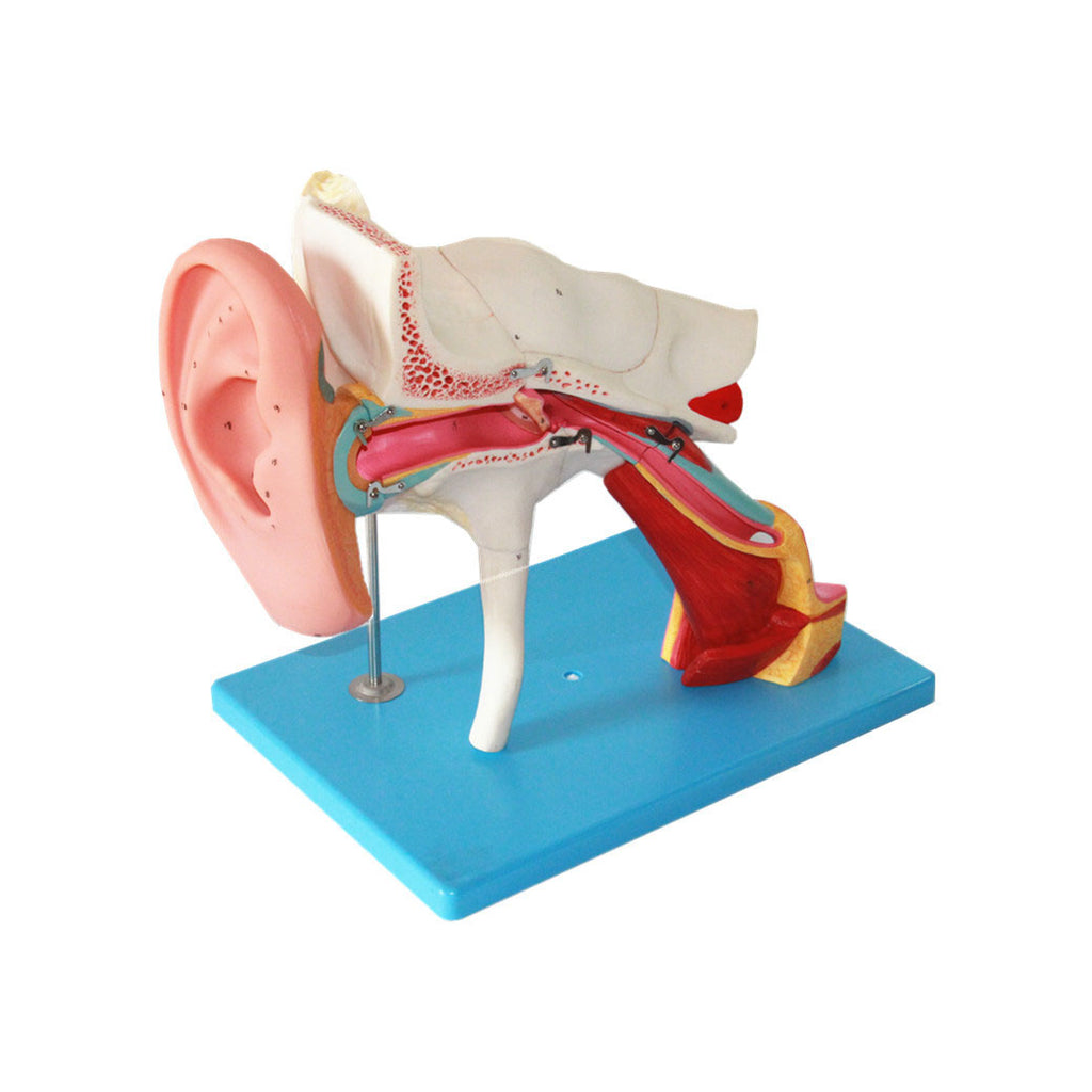 Ear with Pinna Model, 8 Parts, 4X Life-Size - Dr Wong Anatomy