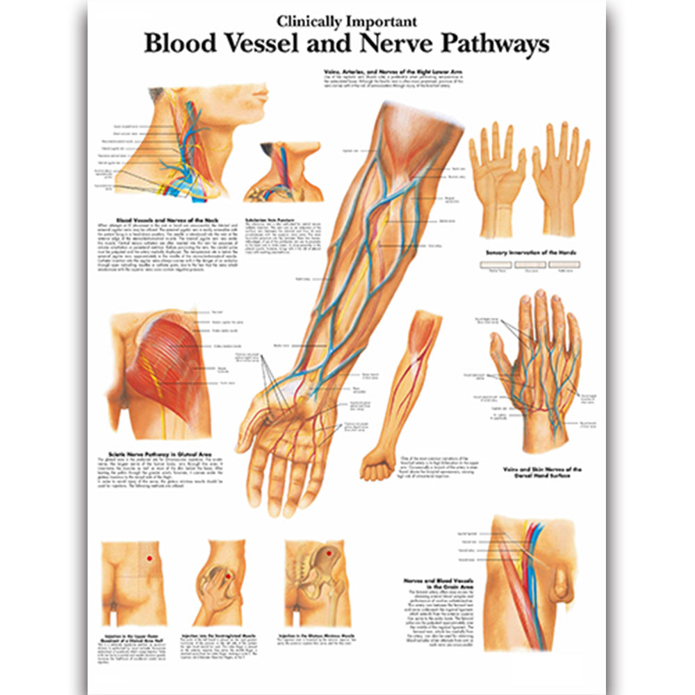 Blood Vessel and Nerve Pathways Chart - Dr Wong Anatomy