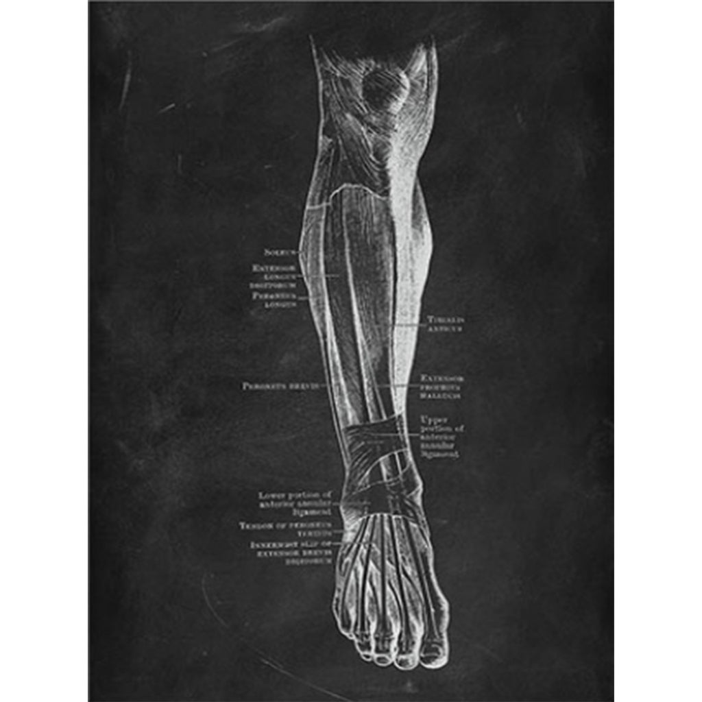 Anatomy Art Print - Leg Muscle