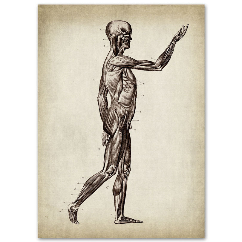 Anatomy Art Print - Human Body