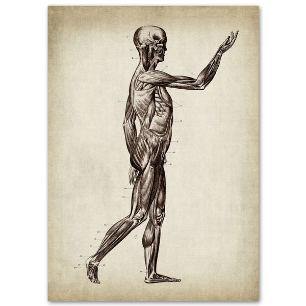 Anatomy Art Print - Human Body