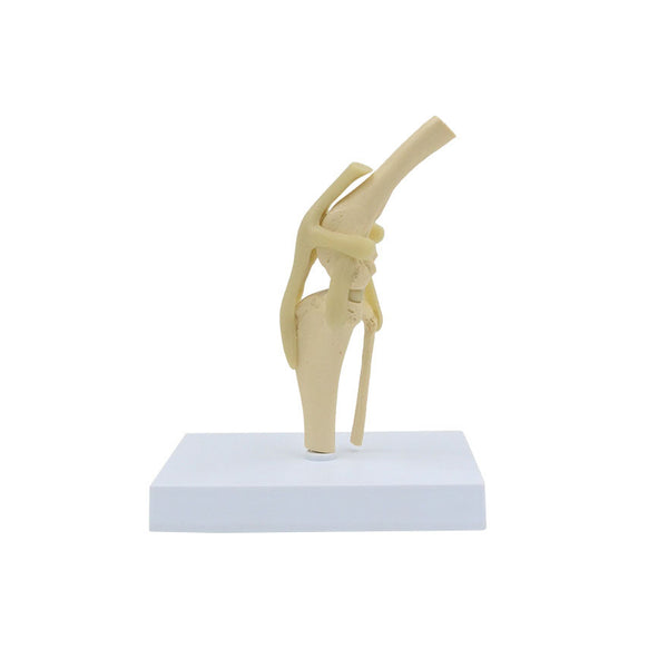 Canine Knee Model - Dr Wong Anatomy