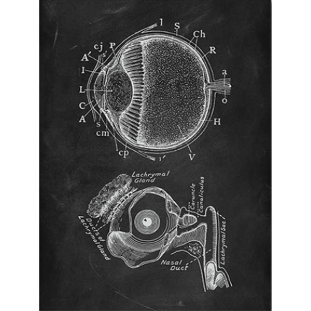 Anatomy Art Print - Eye