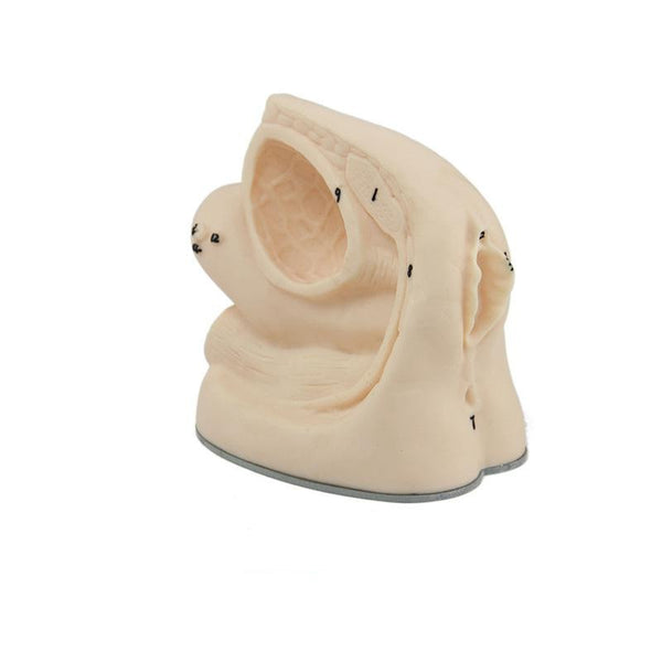 Female Catheterisation Model - Dr Wong Anatomy