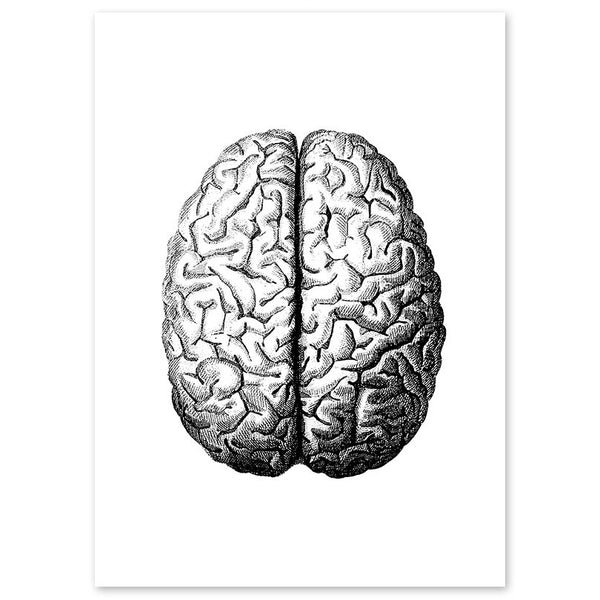 Anatomy Art Print - Brain