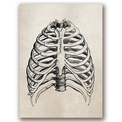 Anatomy Art Print - Rib Cage