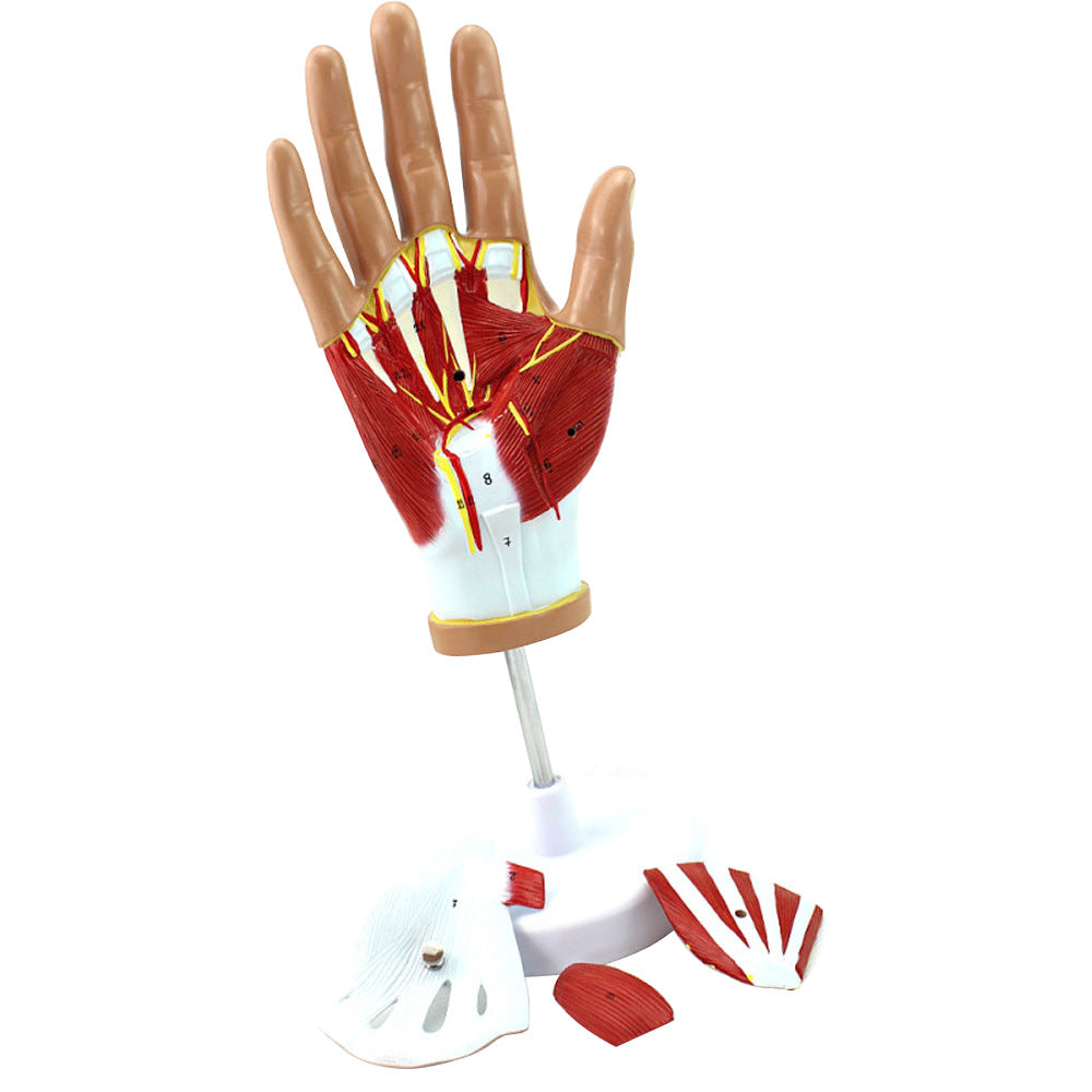 Muscles of Hand Model, 4 Parts
