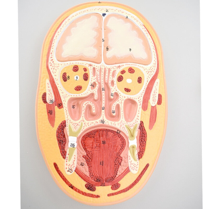 Frontal and Median Section of Head Model