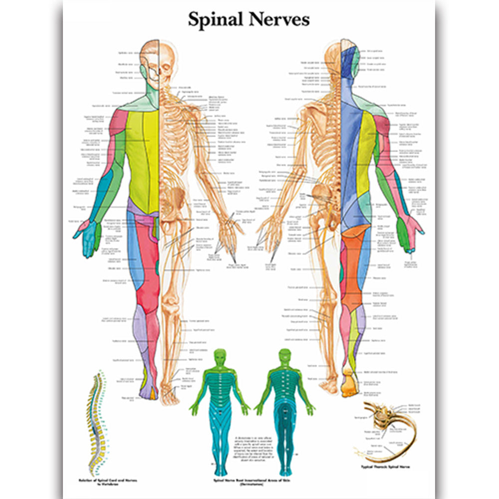 Spinal Nerves Chart - Dr Wong Anatomy
